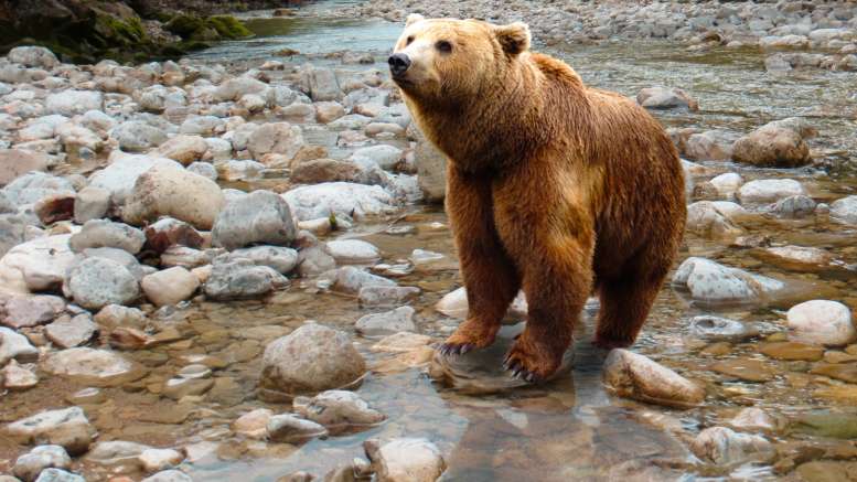 Bear Food Storage Camping