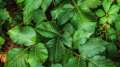 Poison Ivy Camping