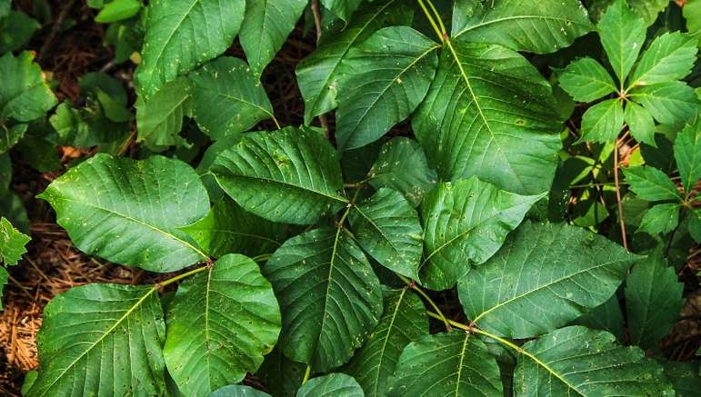 Poison Ivy Camping