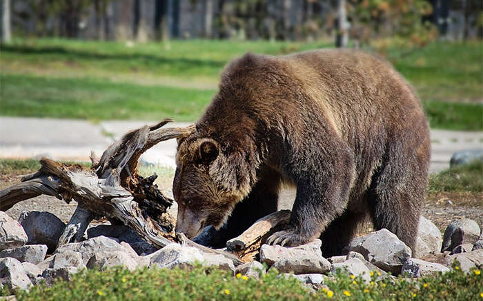 Bear Safety for camping