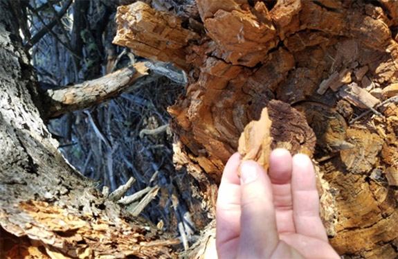 rotten wood for starting fire