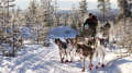 dog sled tours in montana