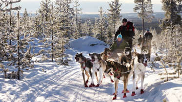 dog sled tours in montana